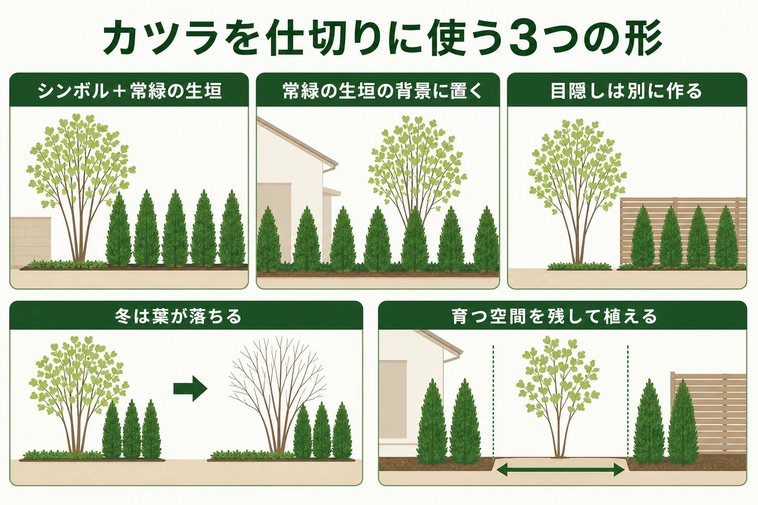 カツラを庭の仕切りに使う3つの組み合わせ方を、シンボルツリーと常緑の生垣の配置で示した図解