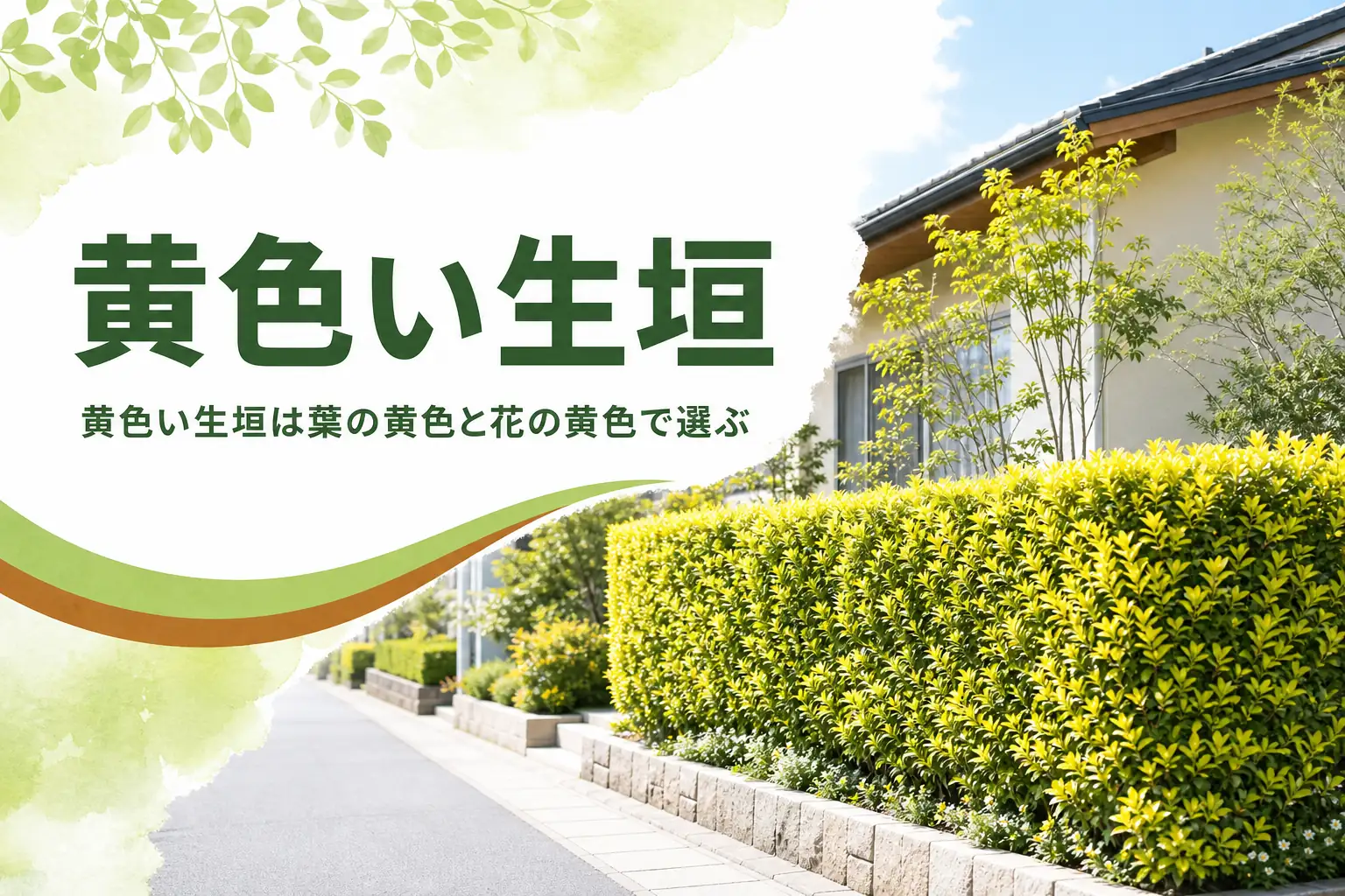 黄色い生垣に向く黄金葉の木と黄色い花の木の選び方を解説する記事のアイキャッチ