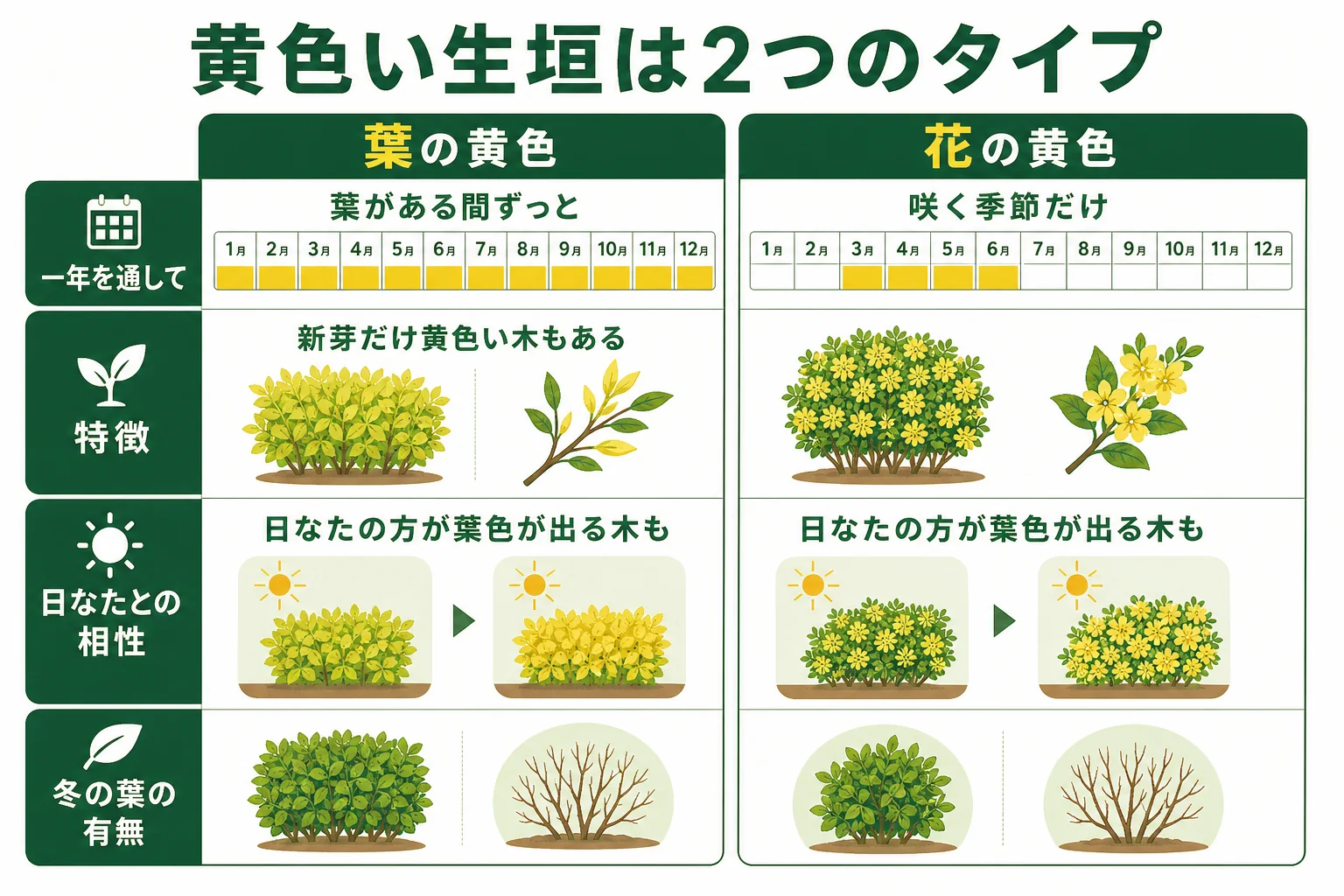 黄色い生垣を葉が黄色い木と花が黄色い木に分け、黄色く見える時期と日当たりによる色の出方の違いを示した図解