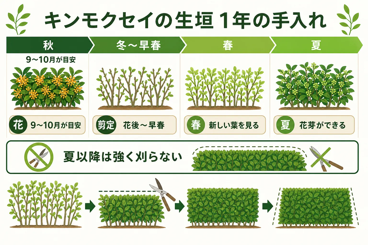 キンモクセイの生垣の1年を、9〜10月の花、花後〜早春の剪定、夏の花芽づくりの時期で示したカレンダーの図解