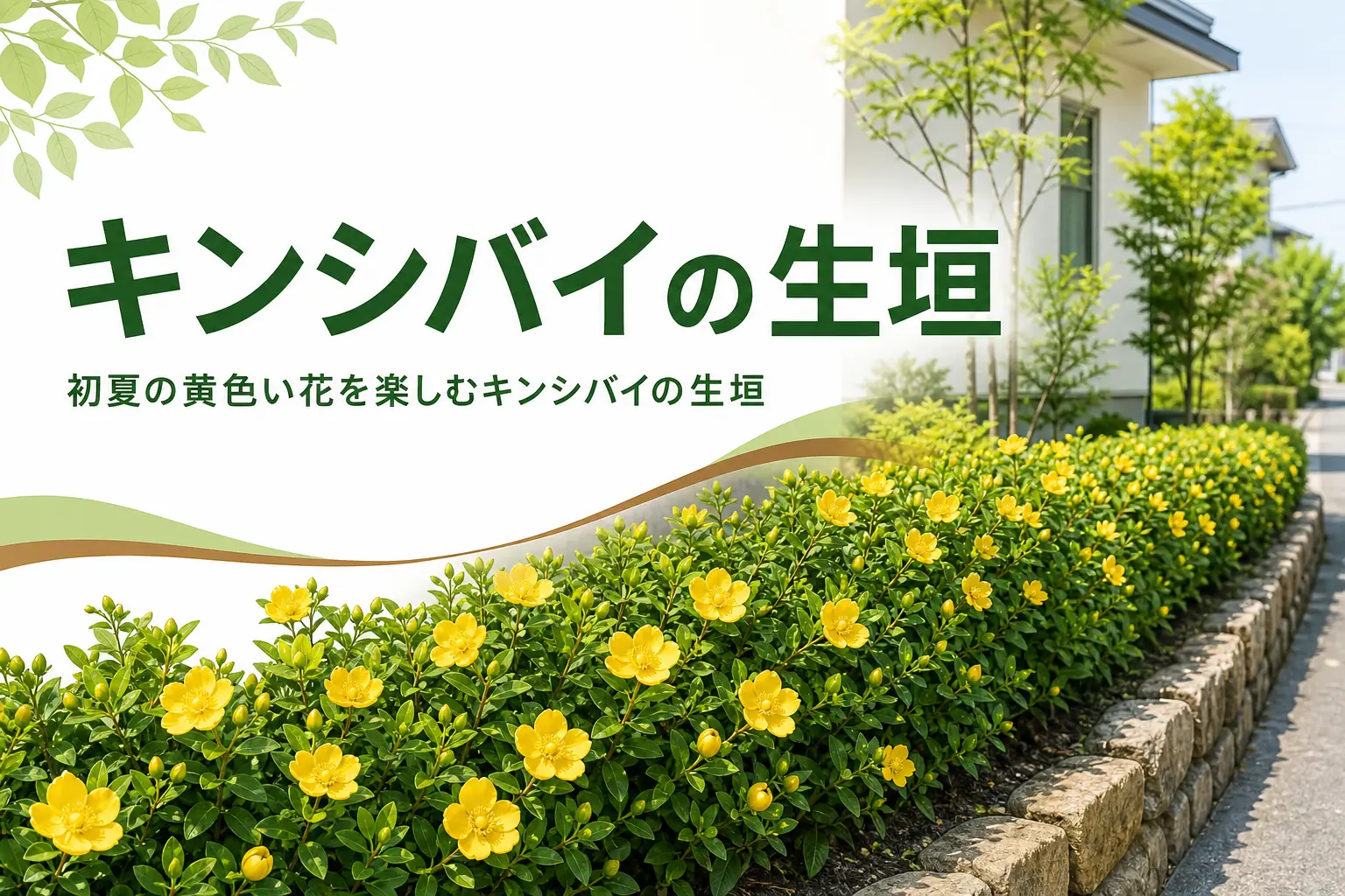 初夏に黄色い花が咲くキンシバイの生垣と、ヒペリカムとの違いを紹介する記事のアイキャッチ