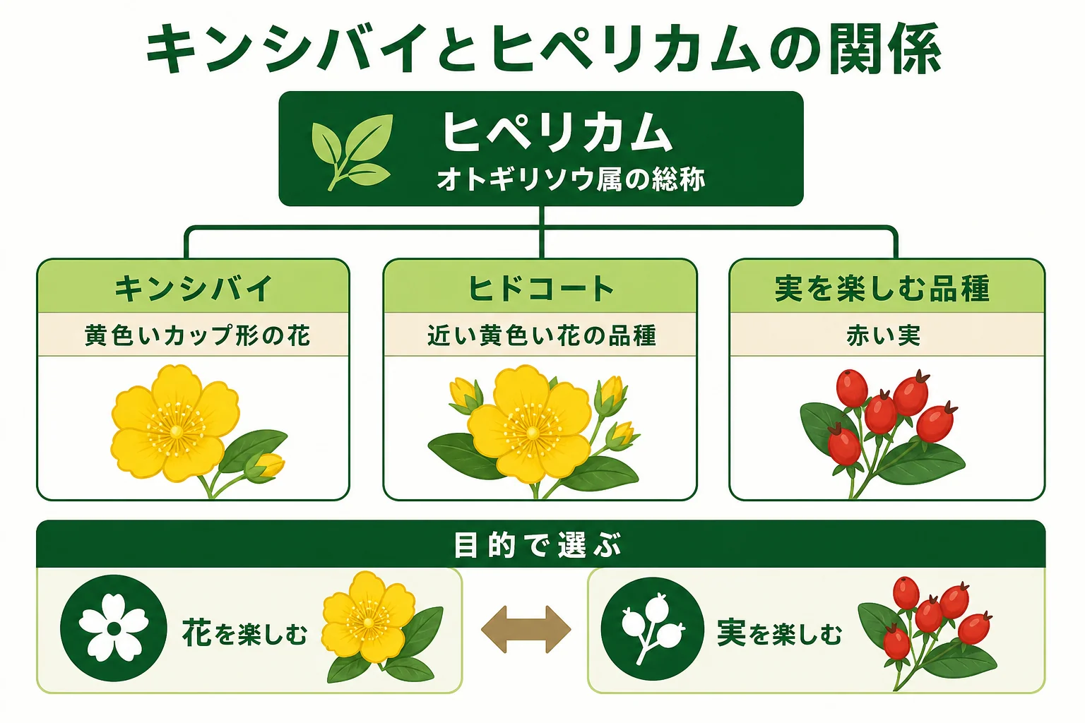 キンシバイとヒペリカムの関係を、仲間全体の呼び名・黄色い花の品種・赤い実の品種に分けて示した図解
