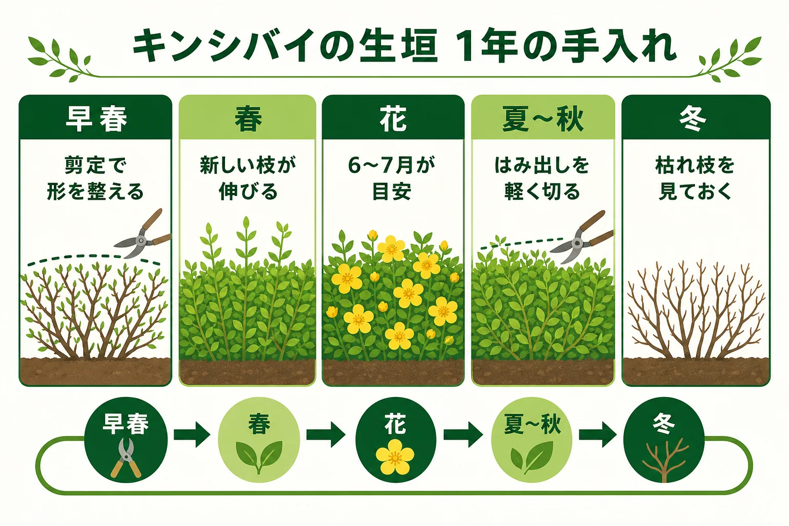キンシバイの生垣の1年の手入れを、早春の剪定・春の芽吹き・初夏の花・夏〜秋の軽い手入れの順に並べたカレンダーの図解