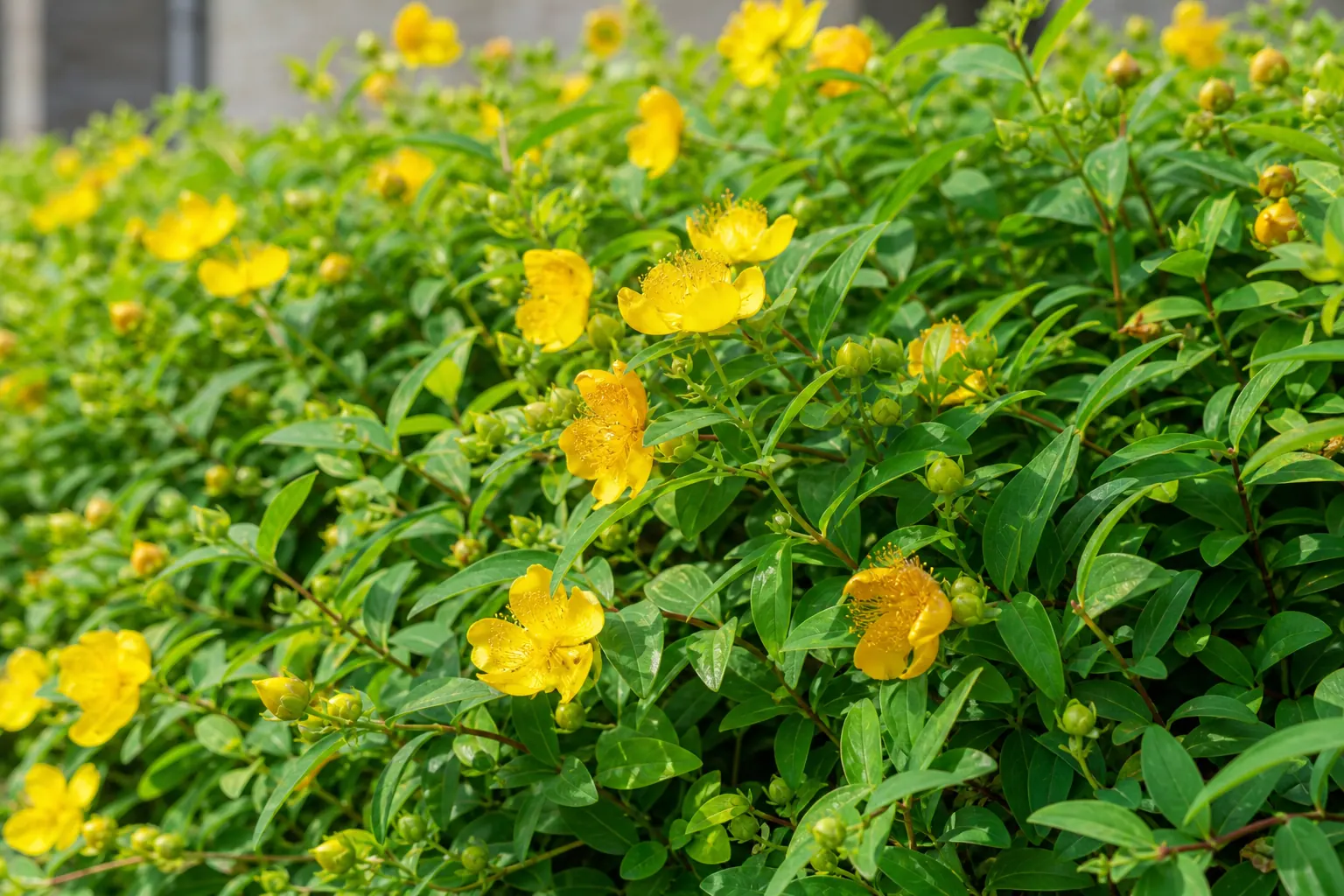 黄色いカップ形の花が咲いたキンシバイの生垣を近くから写した写真