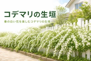 春に白い花が咲くコデマリの生垣と、冬に葉が落ちる時期の考え方を紹介する記事のアイキャッチ
