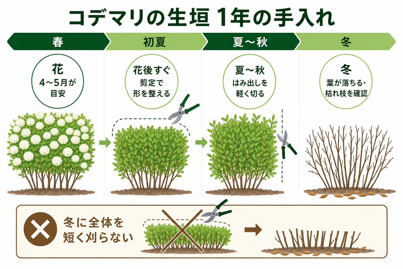 コデマリの生垣の1年の手入れを、春の花・花後すぐの剪定・夏の枝の伸び・冬の落葉期の順に並べたカレンダーの図解