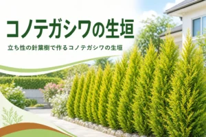 立ち性の針葉樹であるコノテガシワの生垣の特徴と、枯らさない切り方を紹介する記事のアイキャッチ