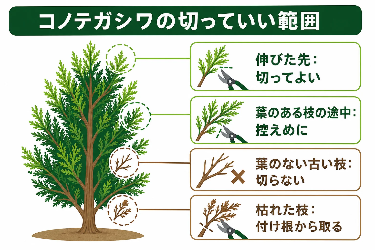 コノテガシワの剪定で、葉のある部分は切ってよく、葉のない古い枝まで切ると芽が出にくいことを示した図解