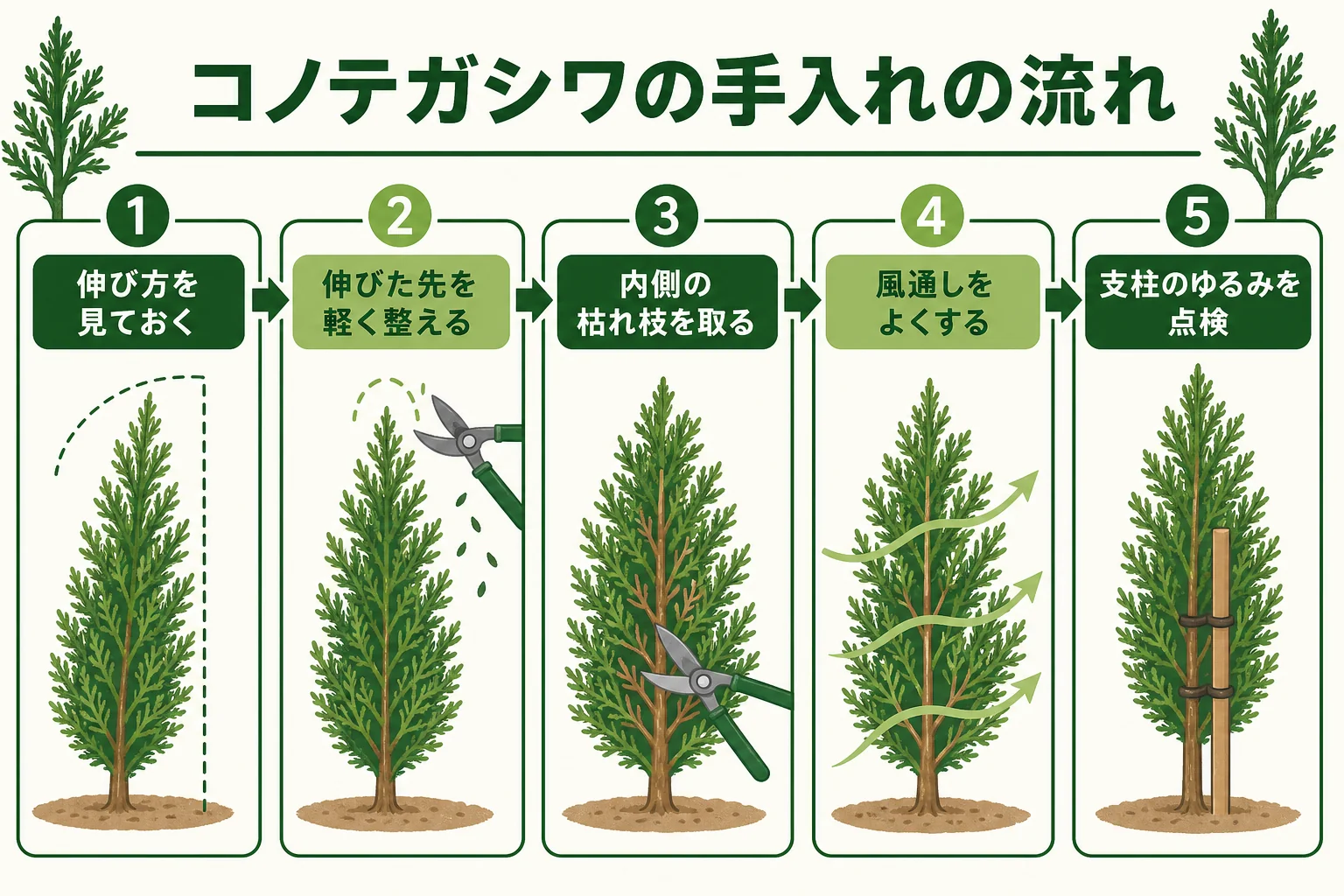コノテガシワの生垣の手入れを、伸びた先を軽く整える・枯れ枝を取る・風通しを見る・支えを点検するの流れで示した図解