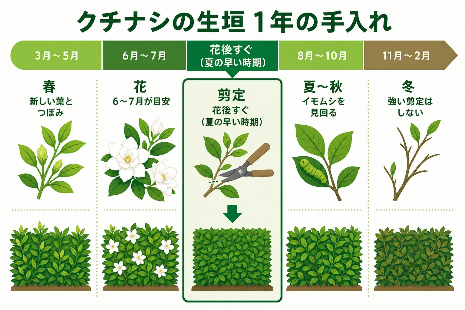 クチナシの生垣の1年の手入れを、初夏の花・花後すぐの剪定・葉を食べるイモムシの見回り・冬の確認の順に並べたカレンダーの図解