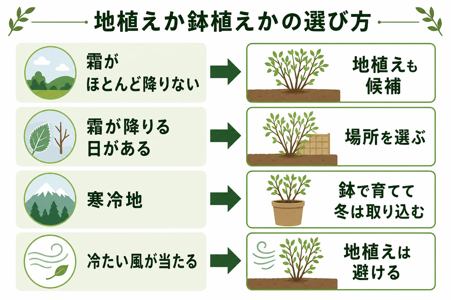レモンマートルを地植えにするか鉢植えにするかを、冬の寒さと霜の当たり方で選び分ける図解