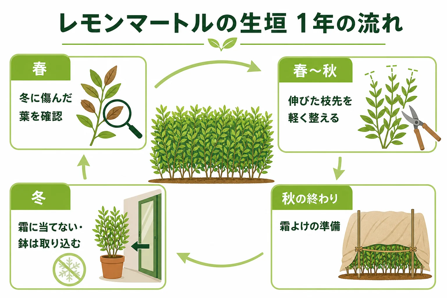 レモンマートルの生垣の1年を、春の葉の確認・伸びた枝先の整え・秋の寒さ対策の準備・冬の霜よけと取り込みの順に並べた図解
