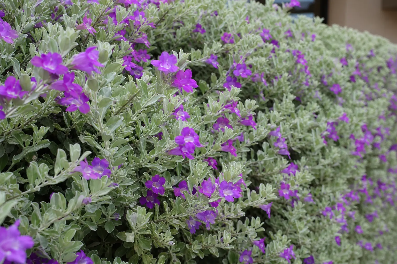 銀白色の葉に紫の花が咲いたレウコフィルムの生垣を近くから写した写真