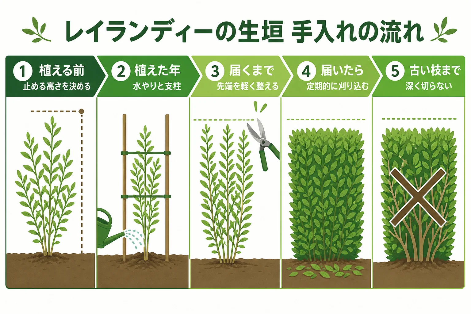 レイランディーの生垣の手入れを、植えた年の水やりと支柱・止める高さに届くまでの先端の整え・届いてからの定期的な刈り込みの順に並べた図解