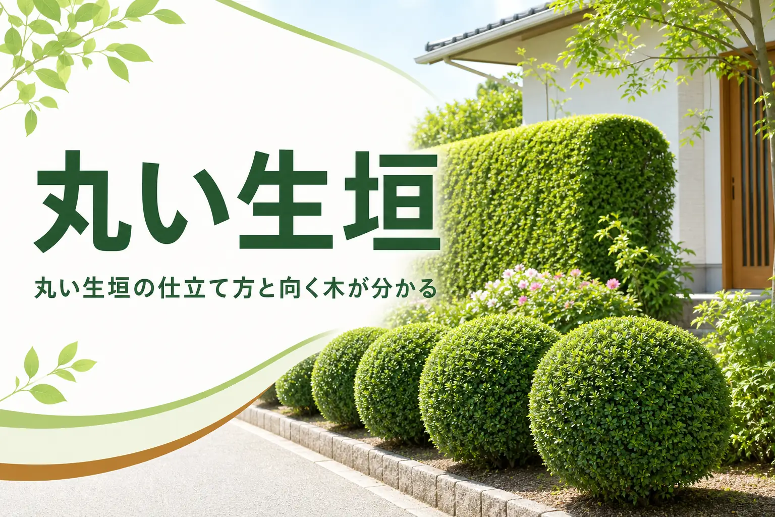 丸い生垣の仕立て方と向く木を解説する記事のアイキャッチ
