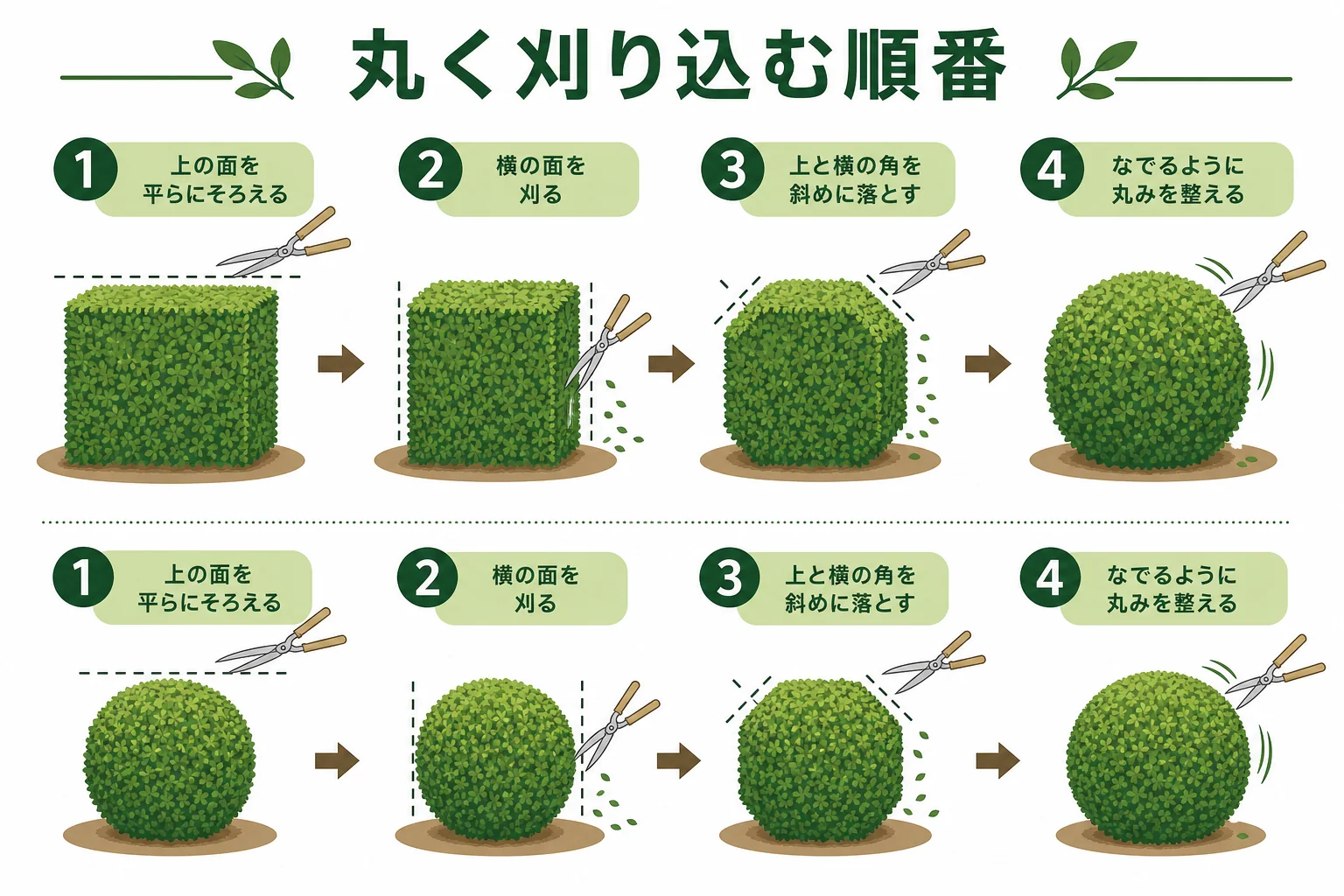 1本ずつ玉にする形と、生垣の上面を丸める形の刈り込みの順番を、それぞれ段階ごとに示した図解