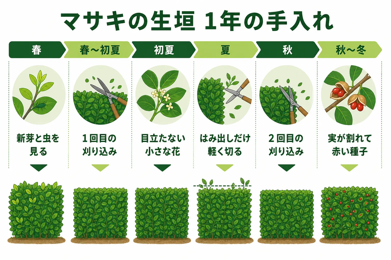 マサキの生垣の1年の手入れを、春〜初夏の剪定・初夏の花・秋の剪定・秋〜冬の実と、虫の見回りの順に並べたカレンダーの図解