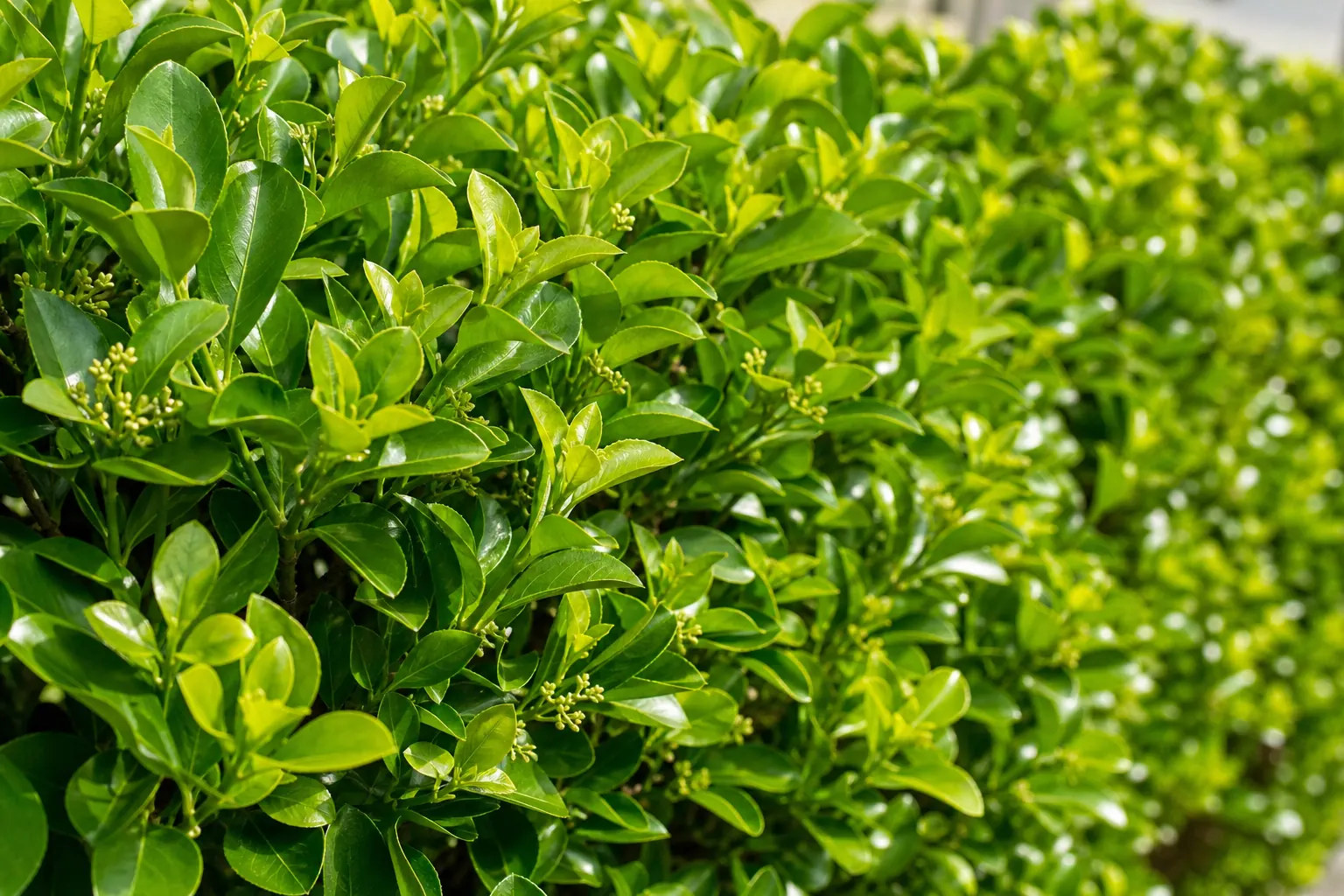 光沢のある葉が密に茂ったマサキの生垣を近くから写した写真