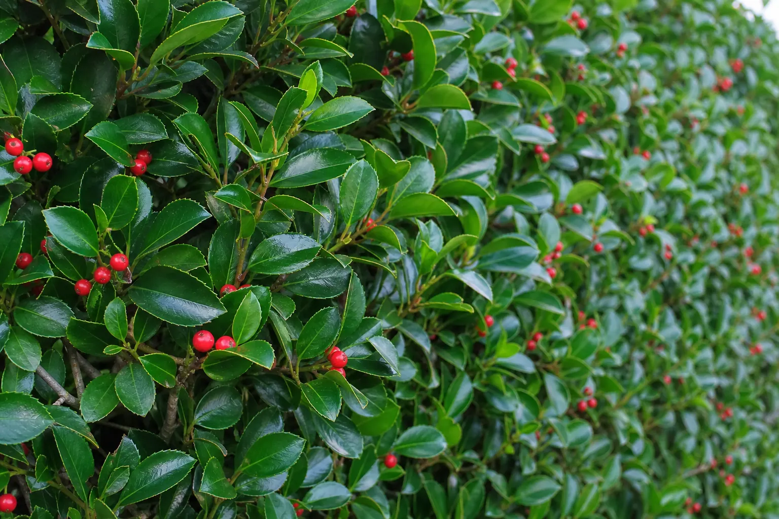 光沢のある厚い葉と赤い実がついたモチノキの生垣を近くから写した写真
