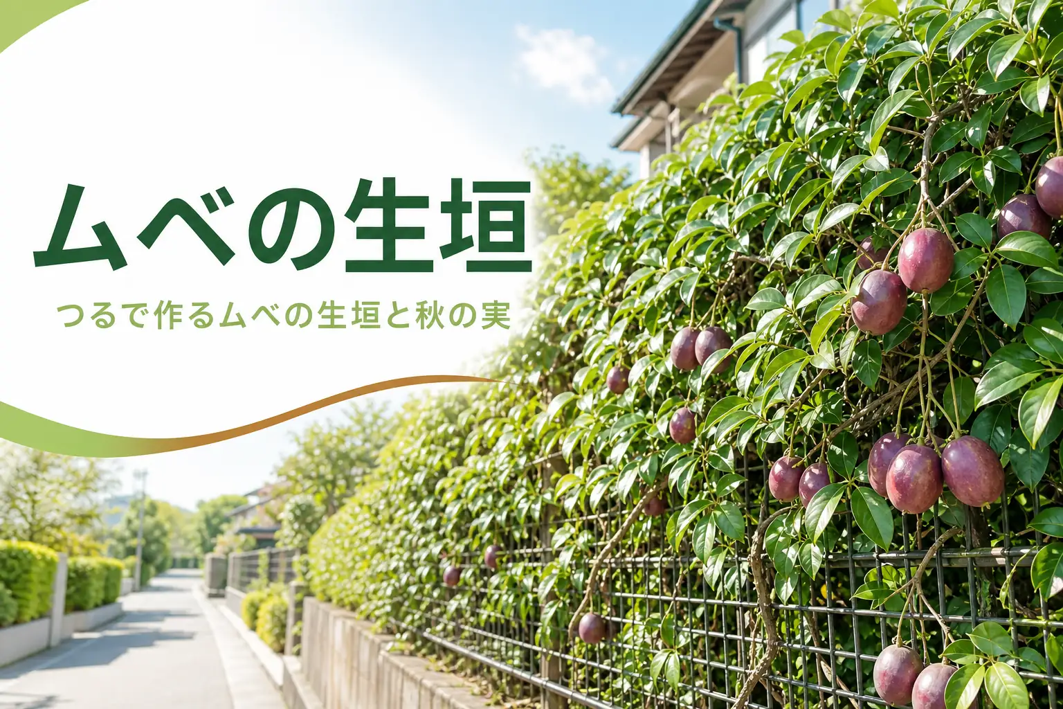 つるで作るムベの生垣と秋の実の楽しみ方を紹介する記事のアイキャッチ