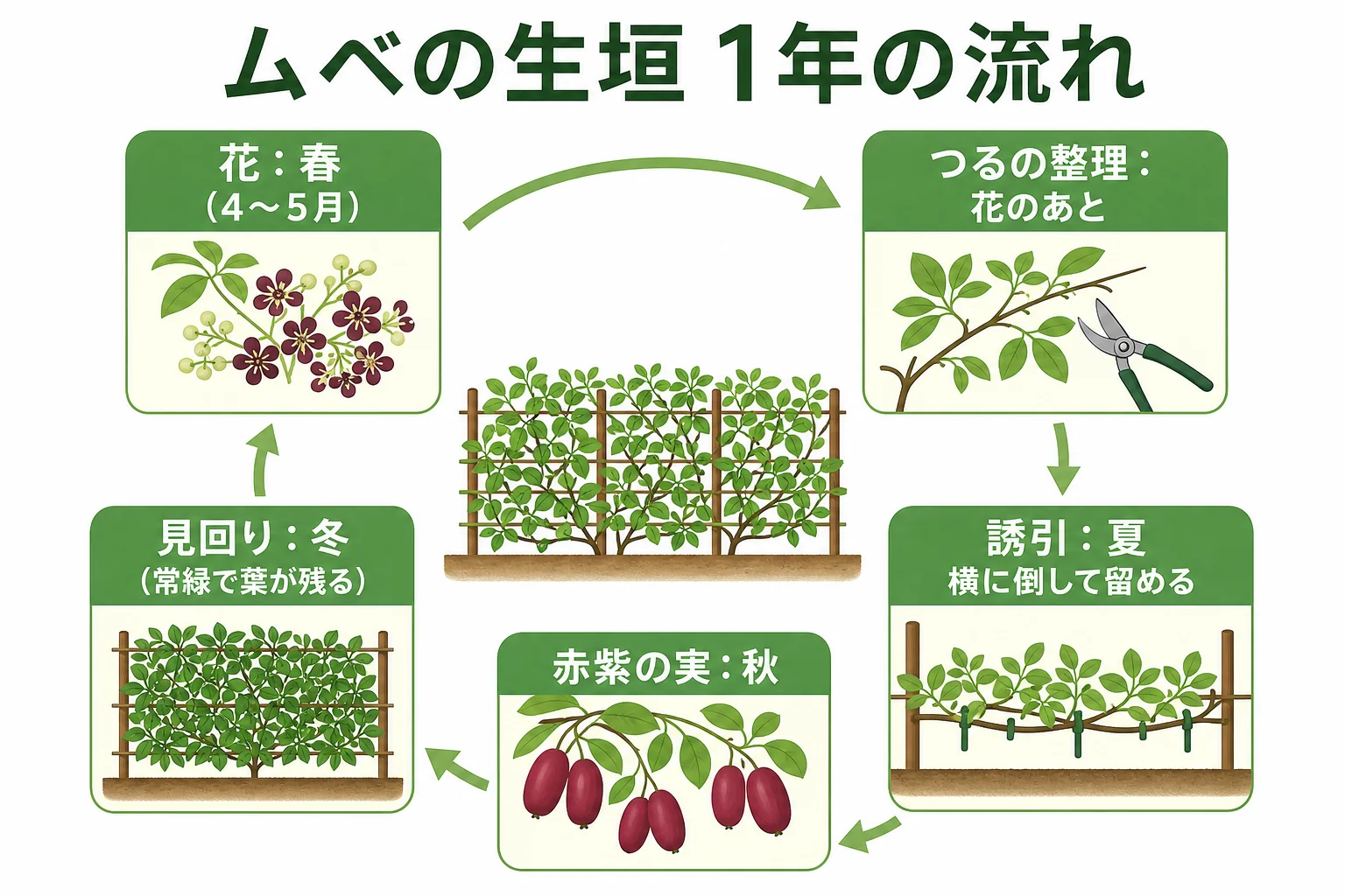 ムベの生垣の1年の流れを、春の花・花後のつる整理・夏の誘引・秋の実・冬の見回りの順に並べたカレンダーの図解