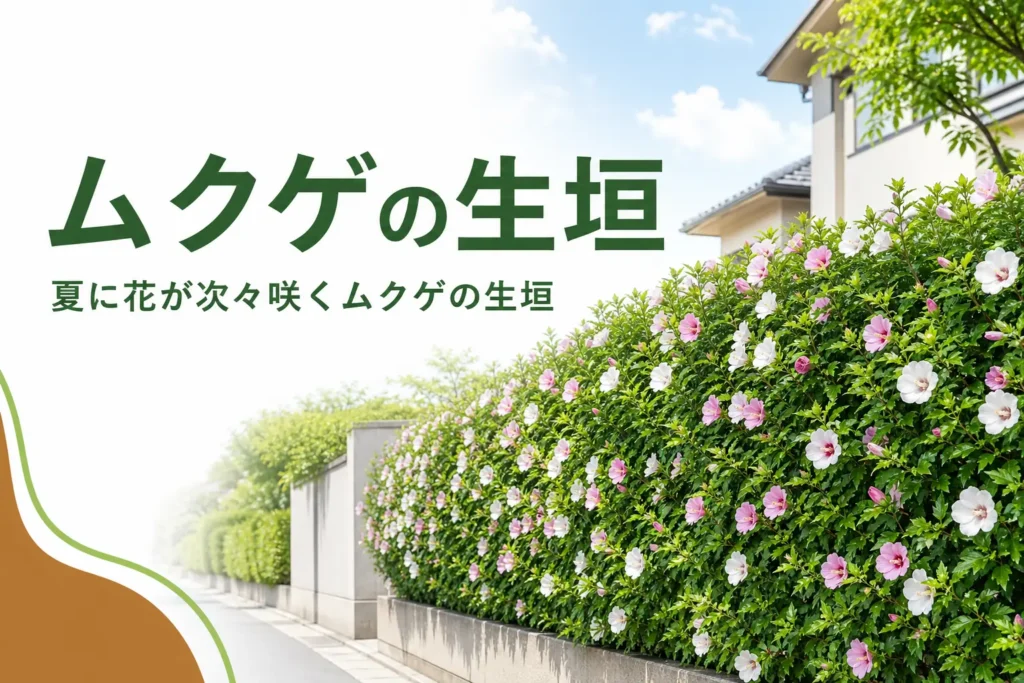 夏の花と落葉期の考え方を紹介するムクゲの生垣の記事のアイキャッチ