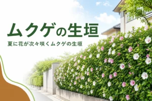 夏の花と落葉期の考え方を紹介するムクゲの生垣の記事のアイキャッチ