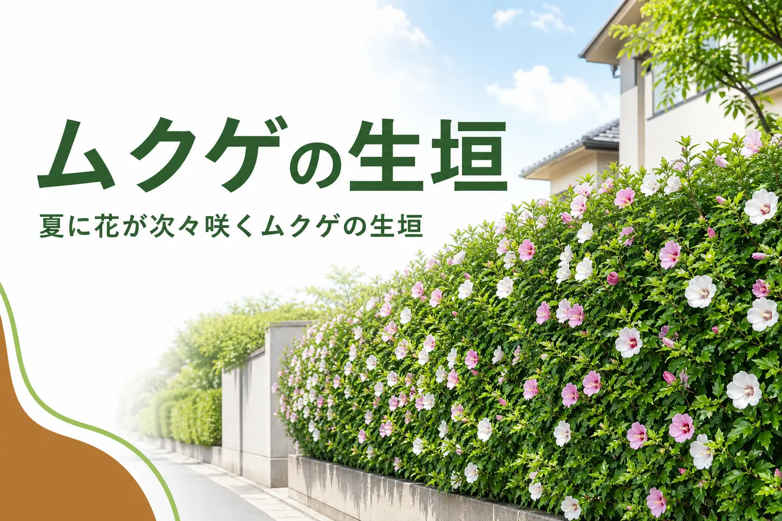 夏の花と落葉期の考え方を紹介するムクゲの生垣の記事のアイキャッチ
