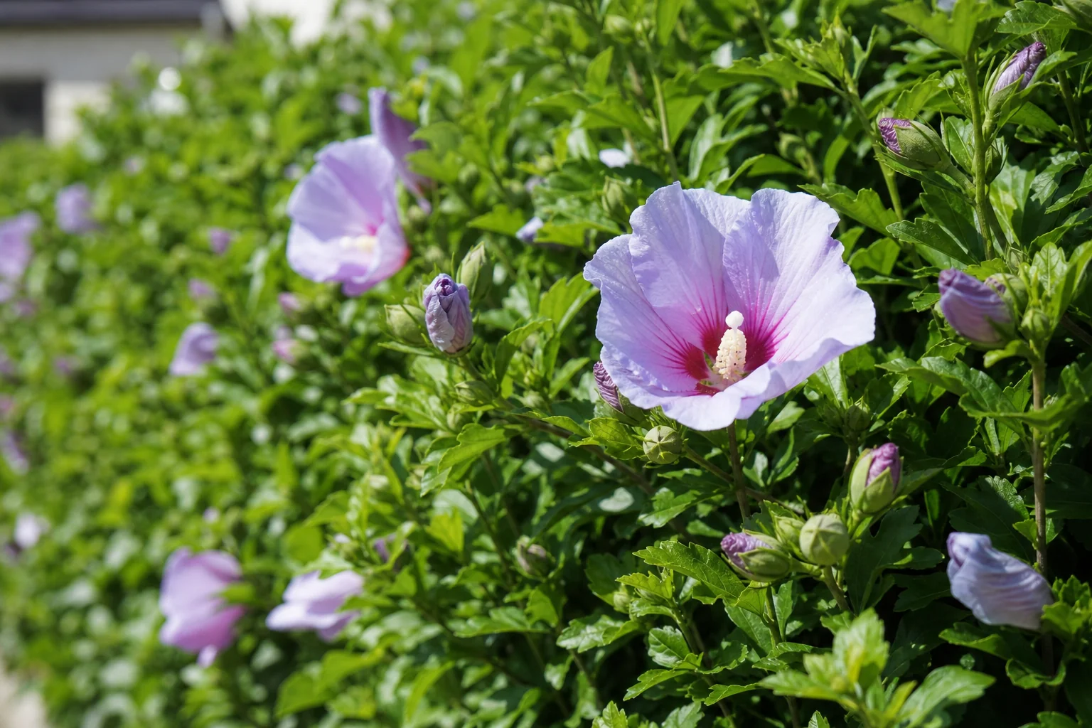 夏に花が咲いたムクゲの生垣を近くから写した写真