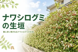 春に実がなる常緑樹ナワシログミの生垣の特徴と育て方を紹介する記事のアイキャッチ