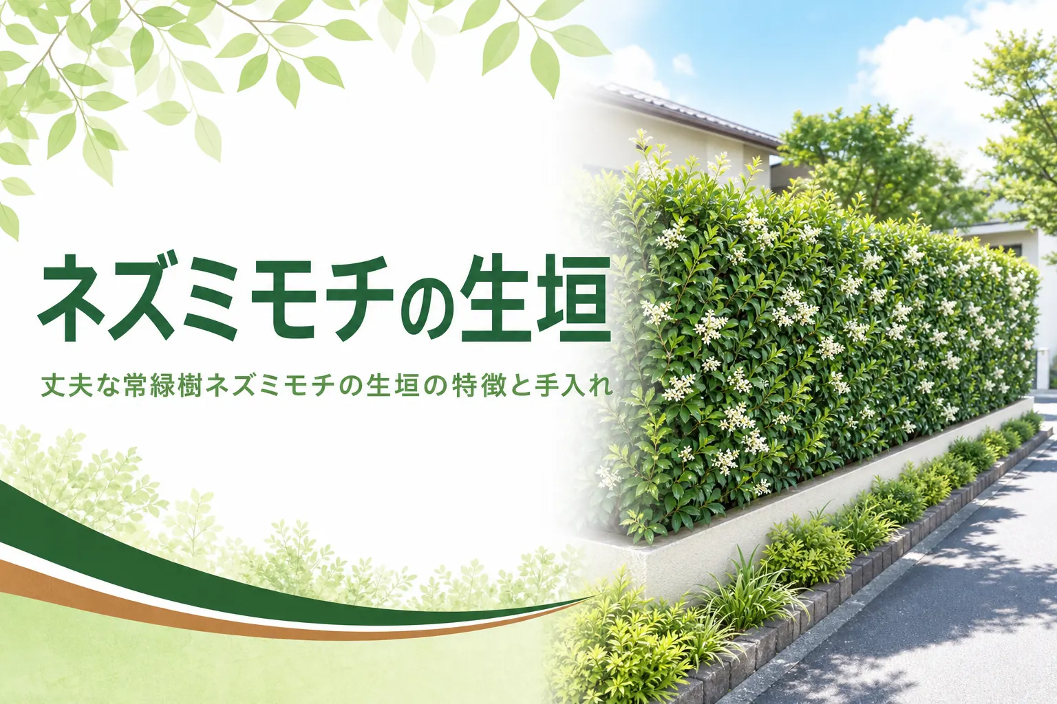 丈夫な常緑樹ネズミモチ(玉椿)の生垣の特徴と手入れを解説する記事のアイキャッチ