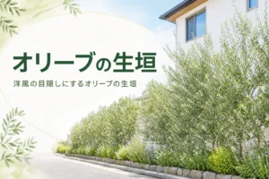 洋風の目隠しにするオリーブの生垣の品種選びと剪定を紹介する記事のアイキャッチ