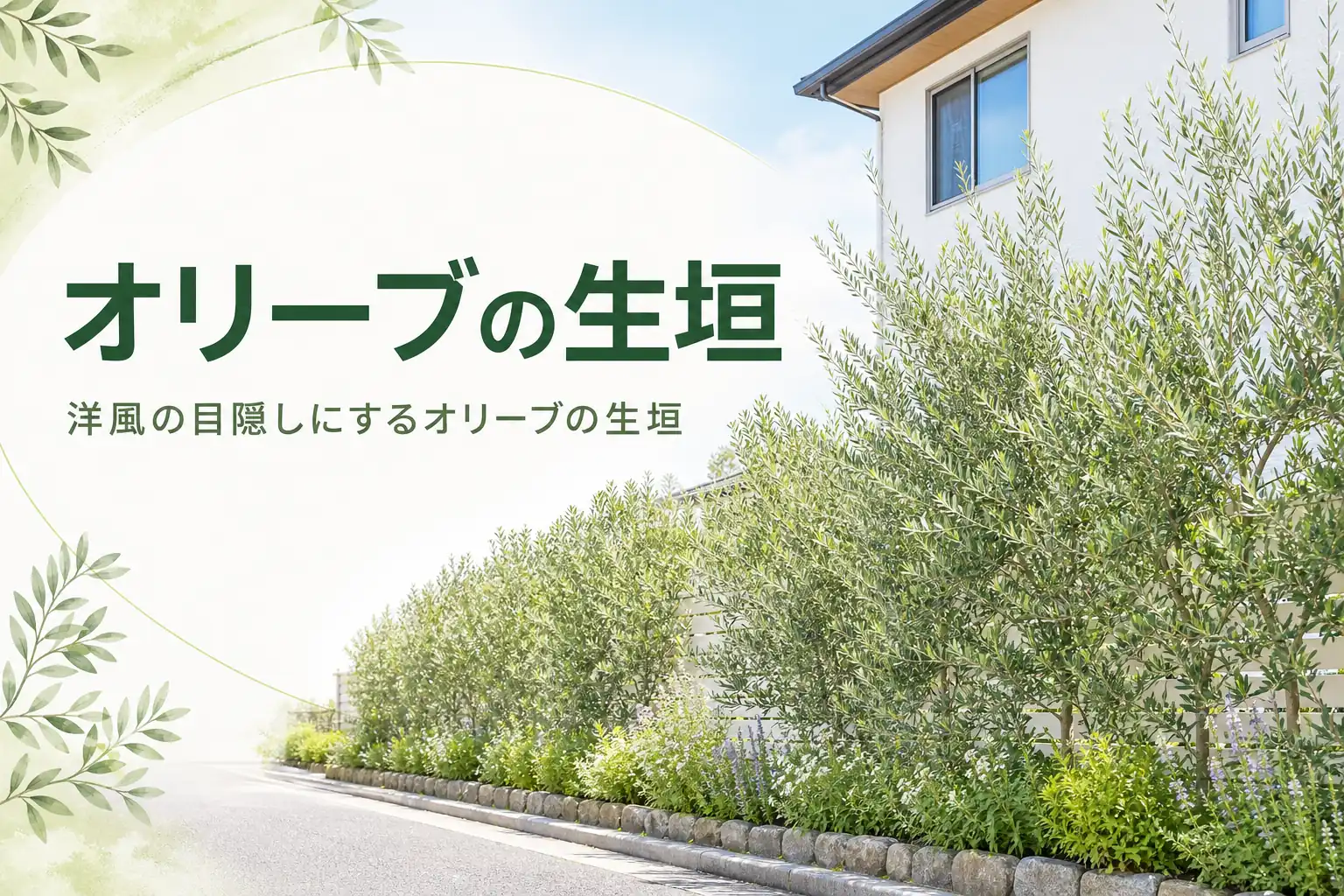 洋風の目隠しにするオリーブの生垣の品種選びと剪定を紹介する記事のアイキャッチ