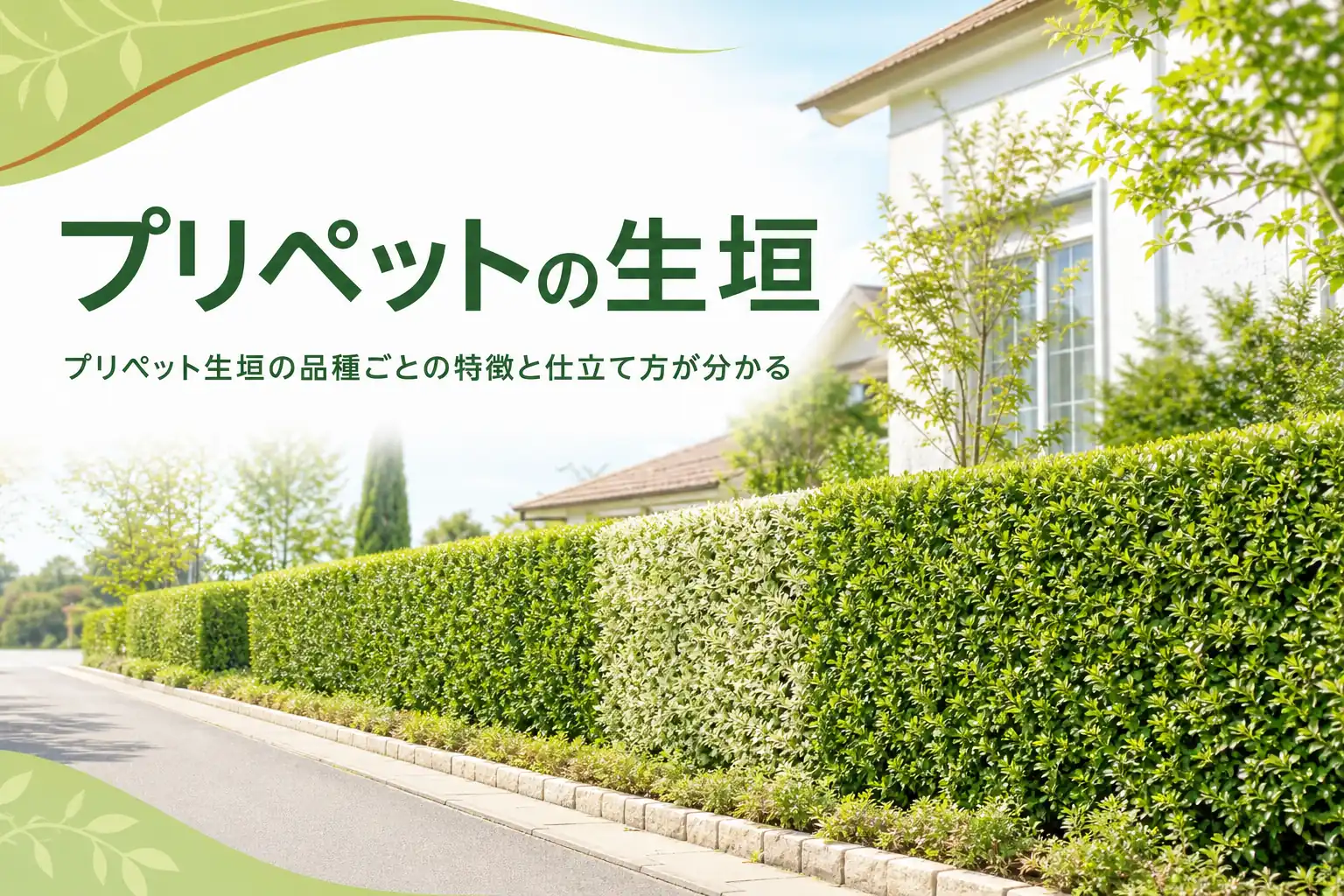 プリペットの生垣の品種ごとの特徴と、密に仕立てる手入れを解説する記事のアイキャッチ