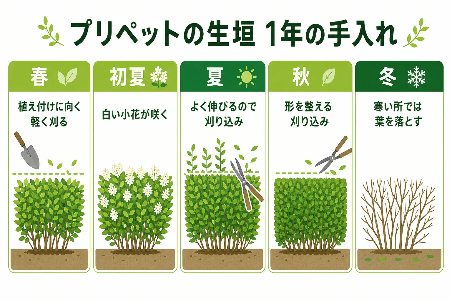 プリペットの生垣の1年の手入れを、春・初夏・夏・秋・冬に分けて示した年間カレンダーの図解
