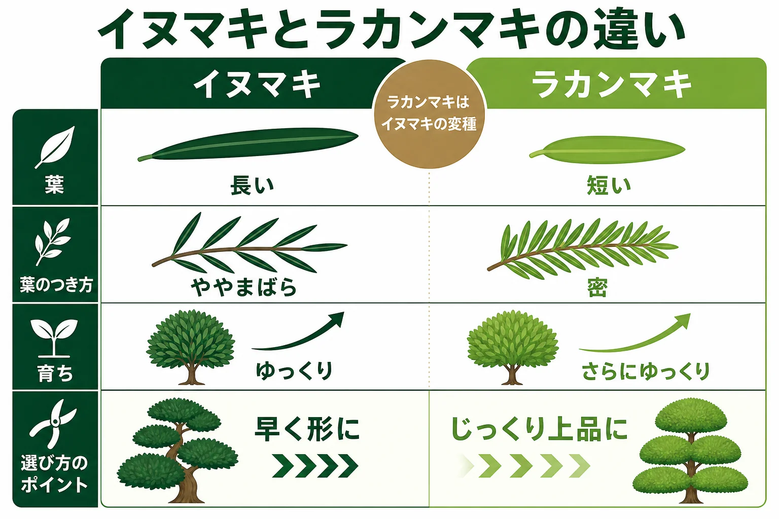 イヌマキとラカンマキを、葉の長さ・密度・育つ速さ・仕上がりの印象で比べた図解