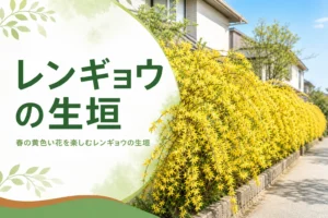 春の黄色い花と剪定時期のコツを解説するレンギョウの生垣の記事のアイキャッチ