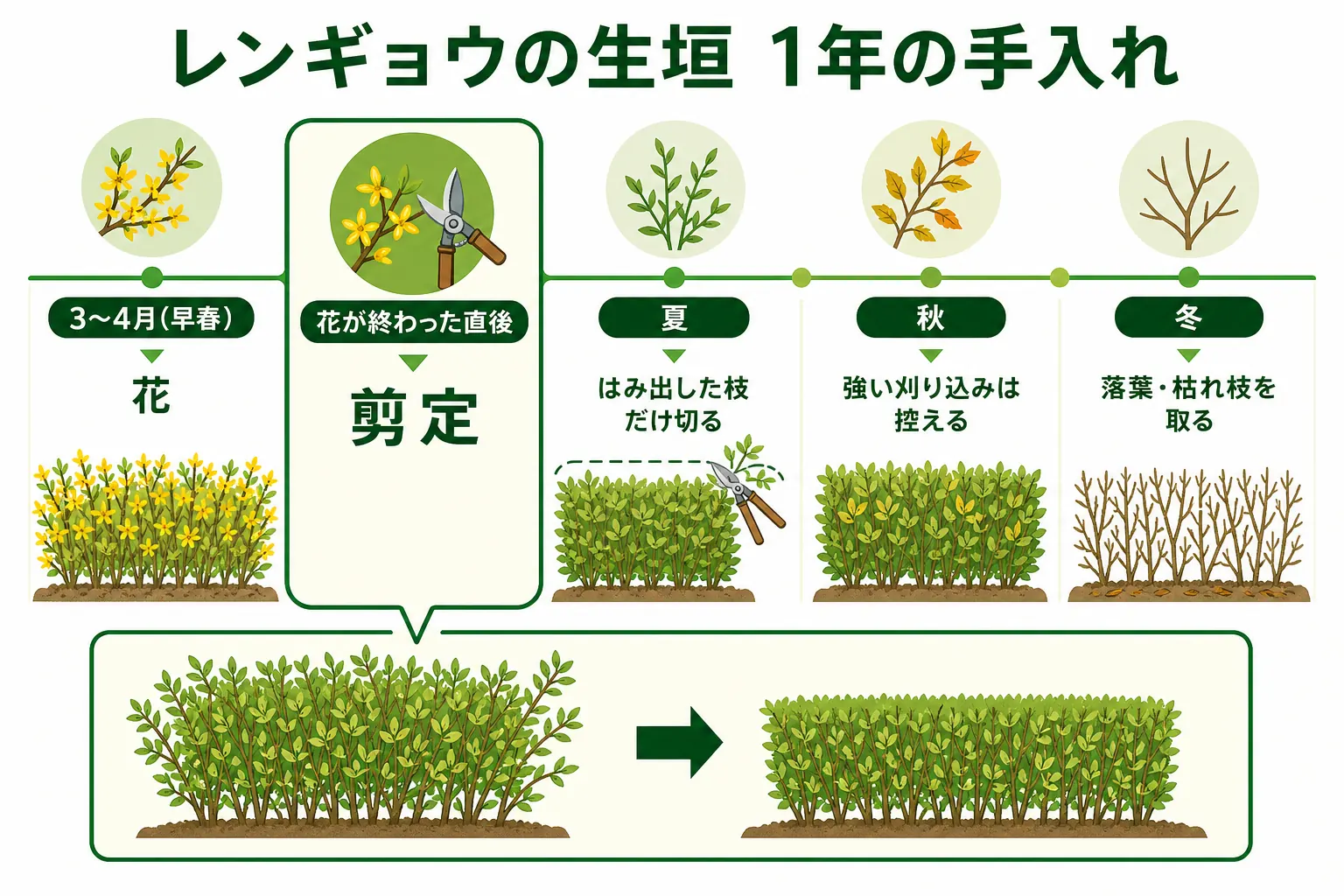 レンギョウの生垣の1年の手入れを、早春の花・花後すぐの剪定・夏の見回り・冬の落葉期の順に並べたカレンダーの図解