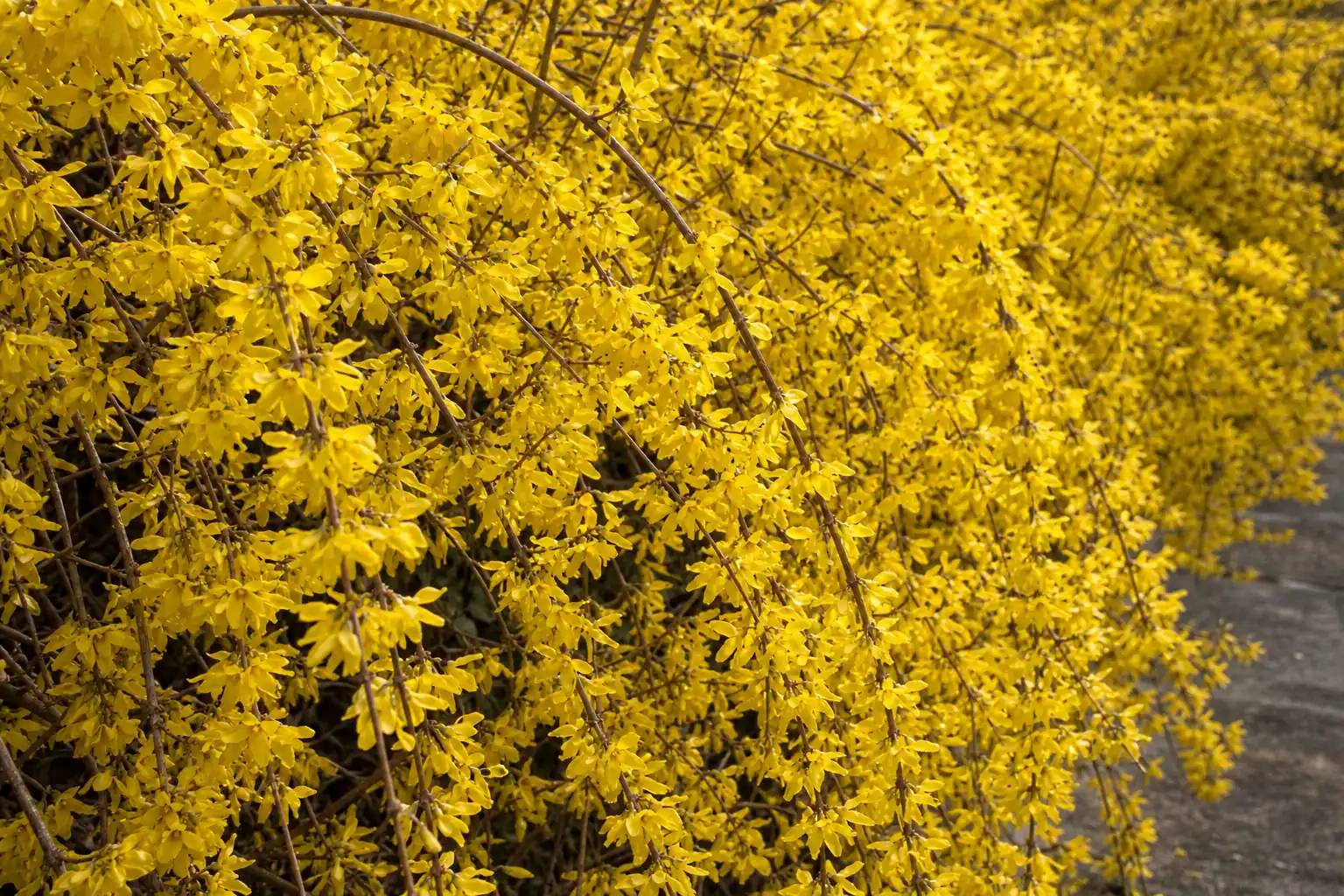 早春に黄色い花が枝いっぱいに咲いたレンギョウの生垣を近くから写した写真