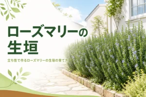 立ち性の品種で作るローズマリーの生垣の育て方を解説する記事のアイキャッチ