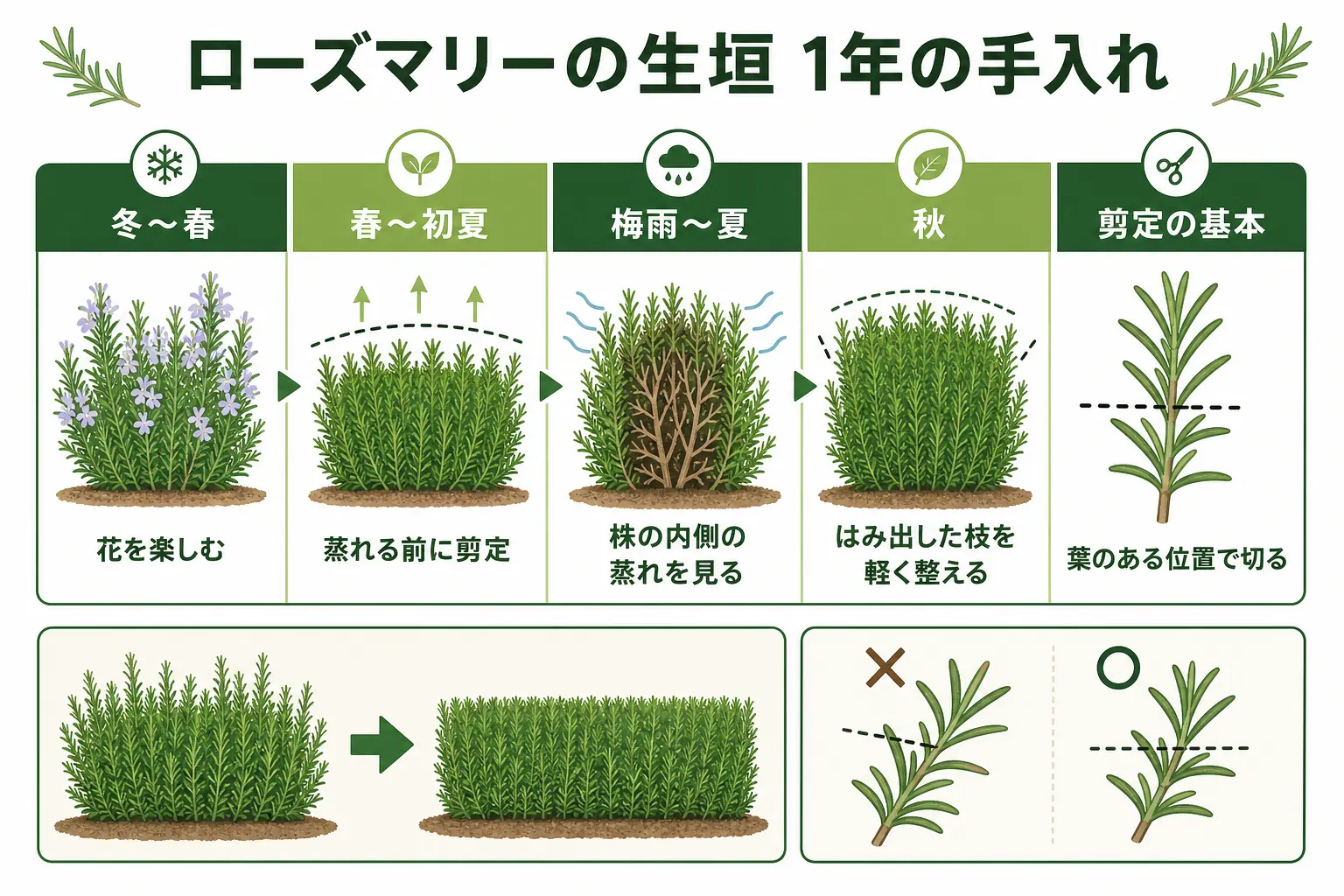 ローズマリーの生垣の1年の手入れを、冬〜春の花、春〜初夏の剪定、梅雨〜夏の蒸れ対策、秋の見回りの順に並べたカレンダーの図解