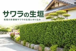 和風の針葉樹の特徴と刈り込みのコツを解説するサワラの生垣の記事のアイキャッチ