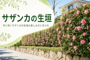 冬に花が咲くサザンカの生垣の楽しみ方と手入れの注意点を紹介する記事のアイキャッチ