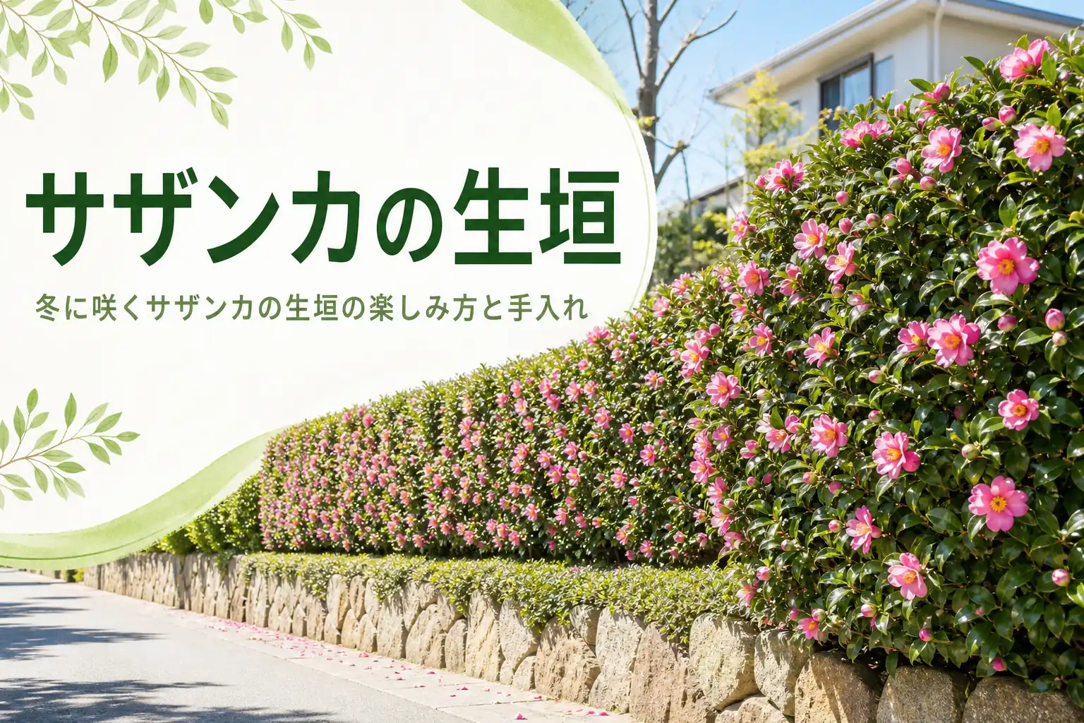 冬に花が咲くサザンカの生垣の楽しみ方と手入れの注意点を紹介する記事のアイキャッチ