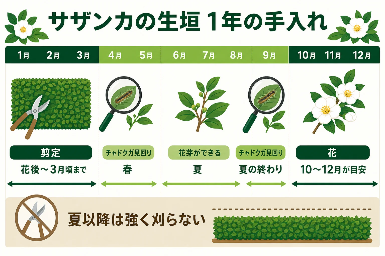 サザンカの生垣の1年を、10〜12月の花、花後〜3月頃の剪定、春と夏の終わりごろのチャドクガの見回りで示したカレンダーの図解