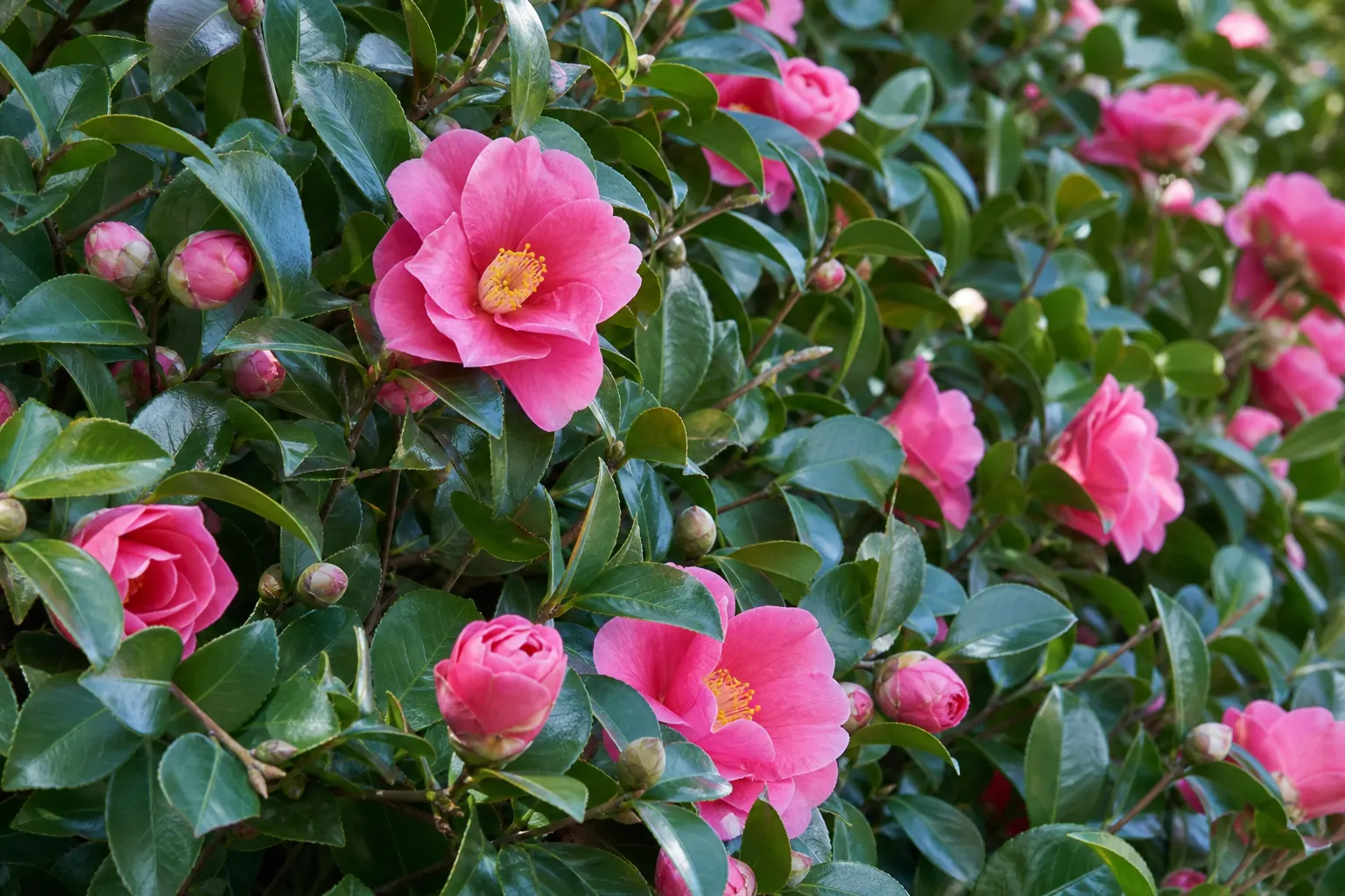 秋から冬に花が咲いたサザンカの生垣を近くから写した写真
