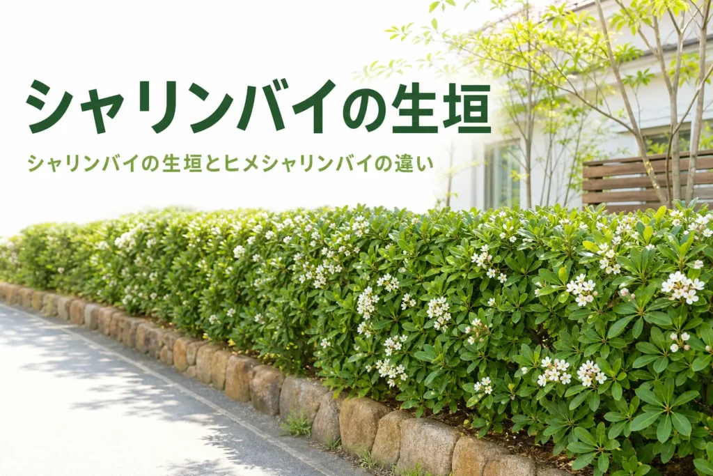 シャリンバイの生垣とヒメシャリンバイの違いを解説する記事のアイキャッチ