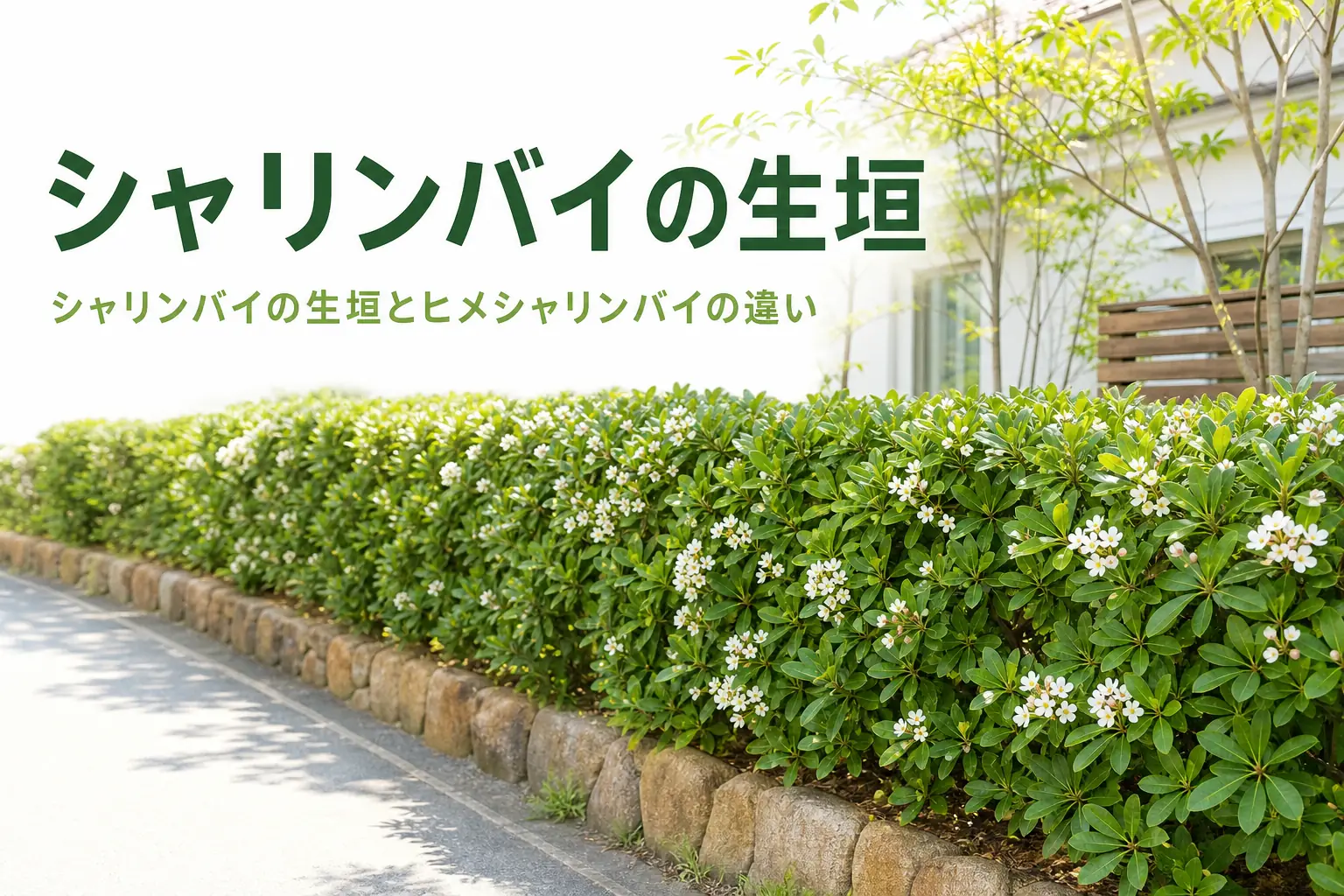 シャリンバイの生垣とヒメシャリンバイの違いを解説する記事のアイキャッチ