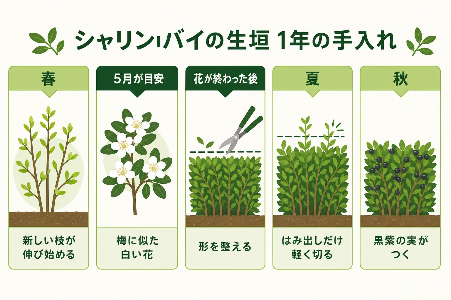 シャリンバイの生垣の1年を、5月の花、花後の手入れ、秋の黒紫の実、植え付けに向く時期の順に並べたカレンダーの図解