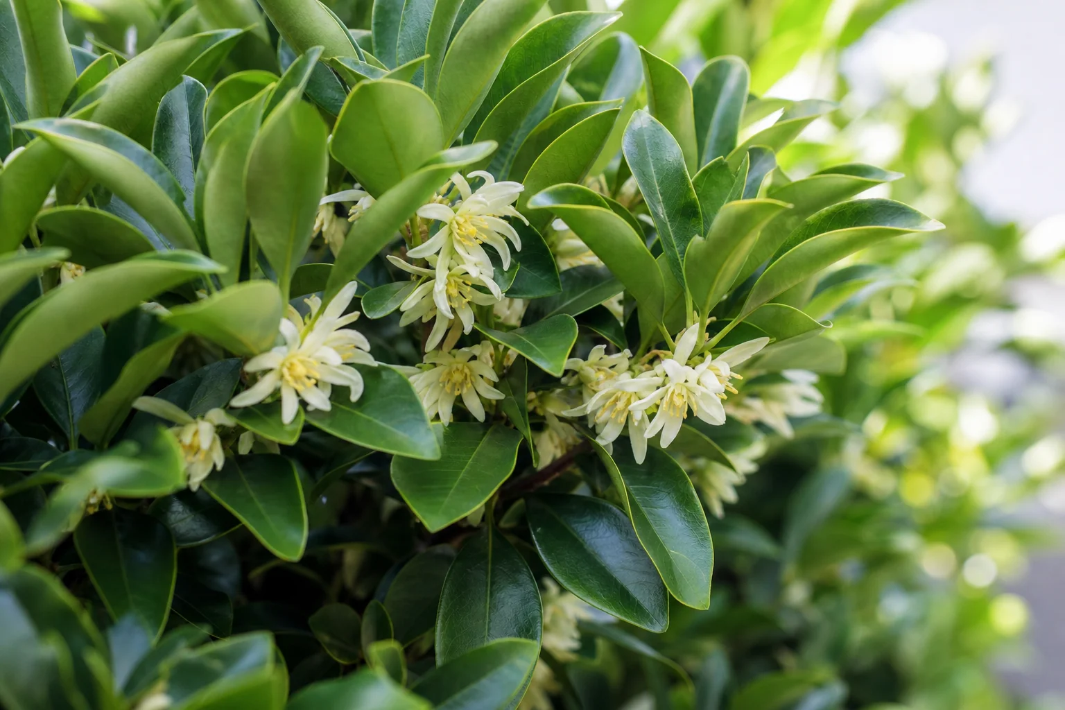 シキミの生垣の、常緑の葉と春に咲く淡い黄白色の花を近くから写した写真